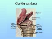 Kvėpavimo takai ir plaučiai 6 puslapis