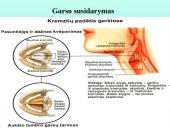 Kvėpavimo takai ir plaučiai 7 puslapis