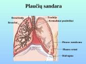 Kvėpavimo takai ir plaučiai 9 puslapis