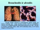 Kvėpavimo takai ir plaučiai 10 puslapis