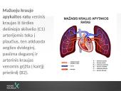 Kraujotakos sistema (systema cardiovasculare) 10 puslapis