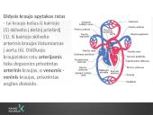 Kraujotakos sistema (systema cardiovasculare) 11 puslapis
