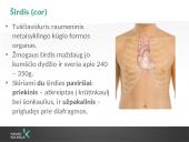 Kraujotakos sistema (systema cardiovasculare) 13 puslapis