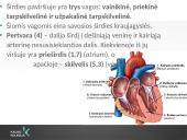 Kraujotakos sistema (systema cardiovasculare) 14 puslapis