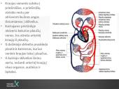 Kraujotakos sistema (systema cardiovasculare) 15 puslapis