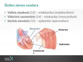 Kraujotakos sistema (systema cardiovasculare) 16 puslapis