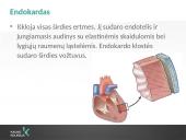 Kraujotakos sistema (systema cardiovasculare) 17 puslapis