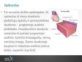 Kraujotakos sistema (systema cardiovasculare) 19 puslapis