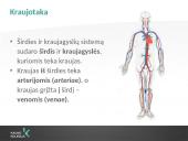 Kraujotakos sistema (systema cardiovasculare) 2 puslapis