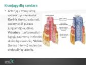 Kraujotakos sistema (systema cardiovasculare) 5 puslapis