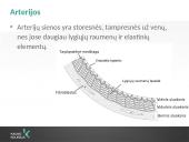Kraujotakos sistema (systema cardiovasculare) 6 puslapis