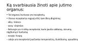 Jutimo organai. Refleksai 2 puslapis