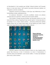 Chromosomos ir žmogaus kariotipo savitumas 13 puslapis