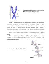 Chromosomos ir žmogaus kariotipo savitumas 4 puslapis