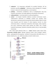 Chromosomos ir žmogaus kariotipo savitumas 7 puslapis