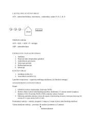 Fotosintezės ir mitozės teorija 11 kl. 3 puslapis