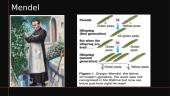 Mendelian genetics 7 puslapis