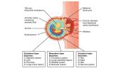 Embryo and Foetal Development, Placenta Structure and Function  12 puslapis