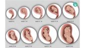 Embryo and Foetal Development, Placenta Structure and Function  18 puslapis