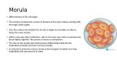 Embryo and Foetal Development, Placenta Structure and Function  9 puslapis