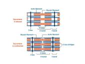 Types of muscle 11 puslapis