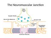 Types of muscle 16 puslapis