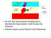 Types of muscle 18 puslapis