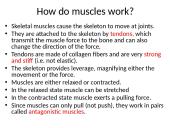 Types of muscle 3 puslapis