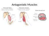 Types of muscle 4 puslapis