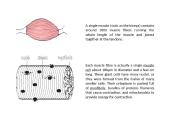 Types of muscle 6 puslapis