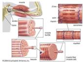 Types of muscle 7 puslapis
