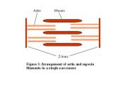 Types of muscle 10 puslapis