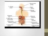 Žmogaus virškinimas, virškinimo sistema 17 puslapis