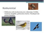 Didžioji zylė. Ekologinė niša 4 puslapis