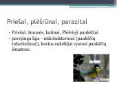 Didžioji zylė. Ekologinė niša 5 puslapis