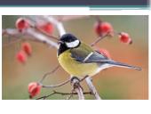 Didžioji zylė. Ekologinė niša 6 puslapis