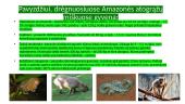 Drėgnieji atogrąžų miškai - tai produktyviausi miškai planetoje 12 puslapis