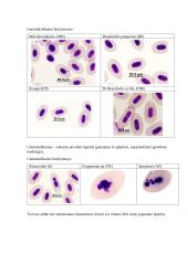 Lašišinių žuvų ekotoksikologinis tyrimas 3 puslapis