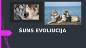 Šuns evoliucija