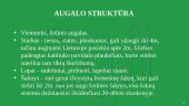 Energetinis augalas pluoštinė kanapė 5 puslapis