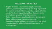 Energetinis augalas pluoštinė kanapė 6 puslapis