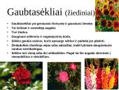 Augalų karalystė 12 puslapis