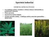 Augalų karalystė 7 puslapis