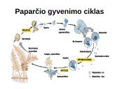Augalų karalystė 9 puslapis