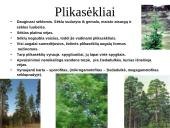 Augalų karalystė 10 puslapis