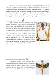 Egipto mitologija 8 puslapis