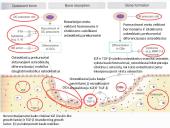 Osteoperozės profilaktikai ir gydymui vartojamų vaistų farmakologinių savybių apžvalga 5 puslapis