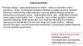 Jonas Aistis "Apie rudenį ir šunį" interpretacija 5 puslapis