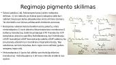 Vitamino A įtaka regai. Nuo mechanizmų iki patologijų apibūdinimo  3 puslapis