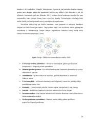 Melagienų poveikis soc. tinkluose 14 puslapis